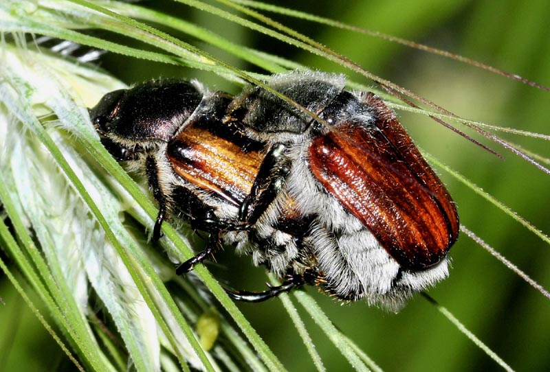 Anisoplia cfr. monticola, Rutelidae